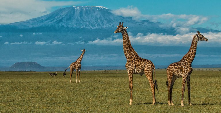 4-Day Tsavo West and Amboseli Safari from Mombasa – Dael Tours