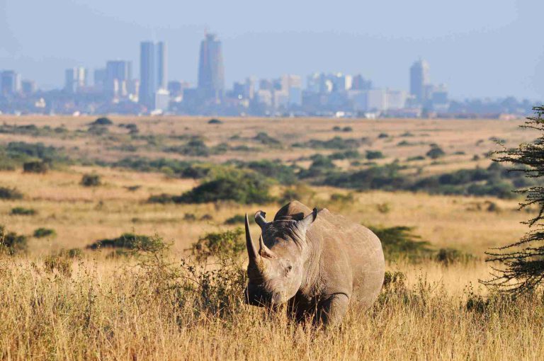 1 Day Trip to Nairobi National Park: A Serene Safari Adventure from Nairobi CBD