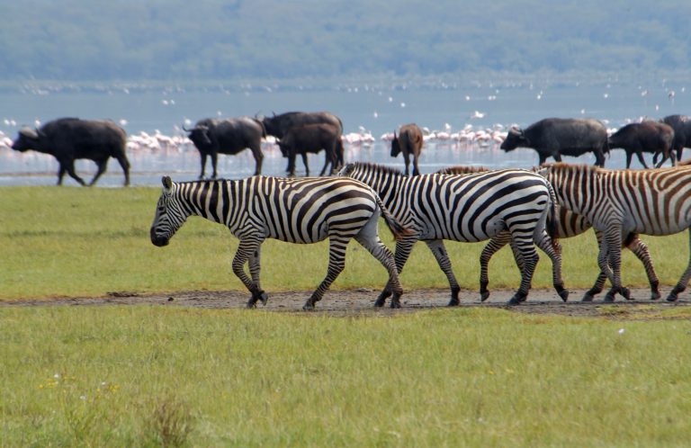 2 Days Lake Nakuru Safari from Nairobi