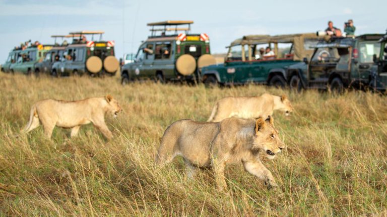 4 Days Masai Mara Safari from Nairobi with Dael Tours