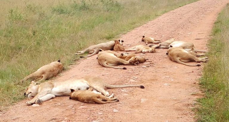 3-Day Tsavo East and West Safari from Mombasa – Dael Tours