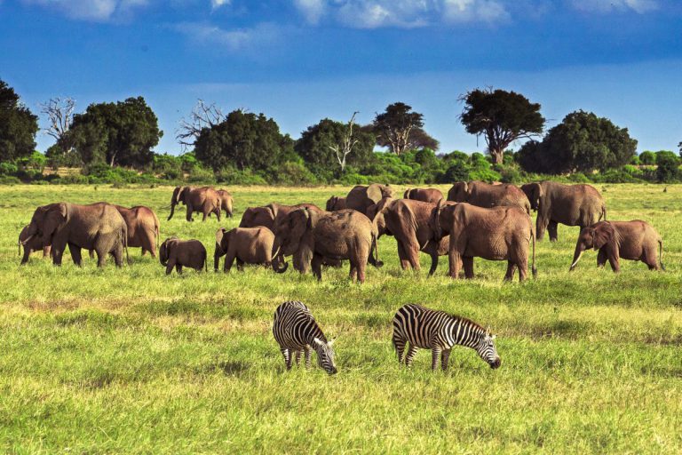 6-Day Tsavo East and West, Amboseli Safari from Mombasa to Nairobi